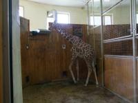 Giraffes in small confines - call the RSPCA-800